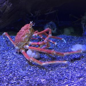 Meet your Posher, Joyce